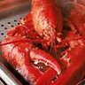 Lobsterclaw207